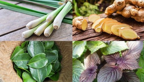 các loại lá xông hơi